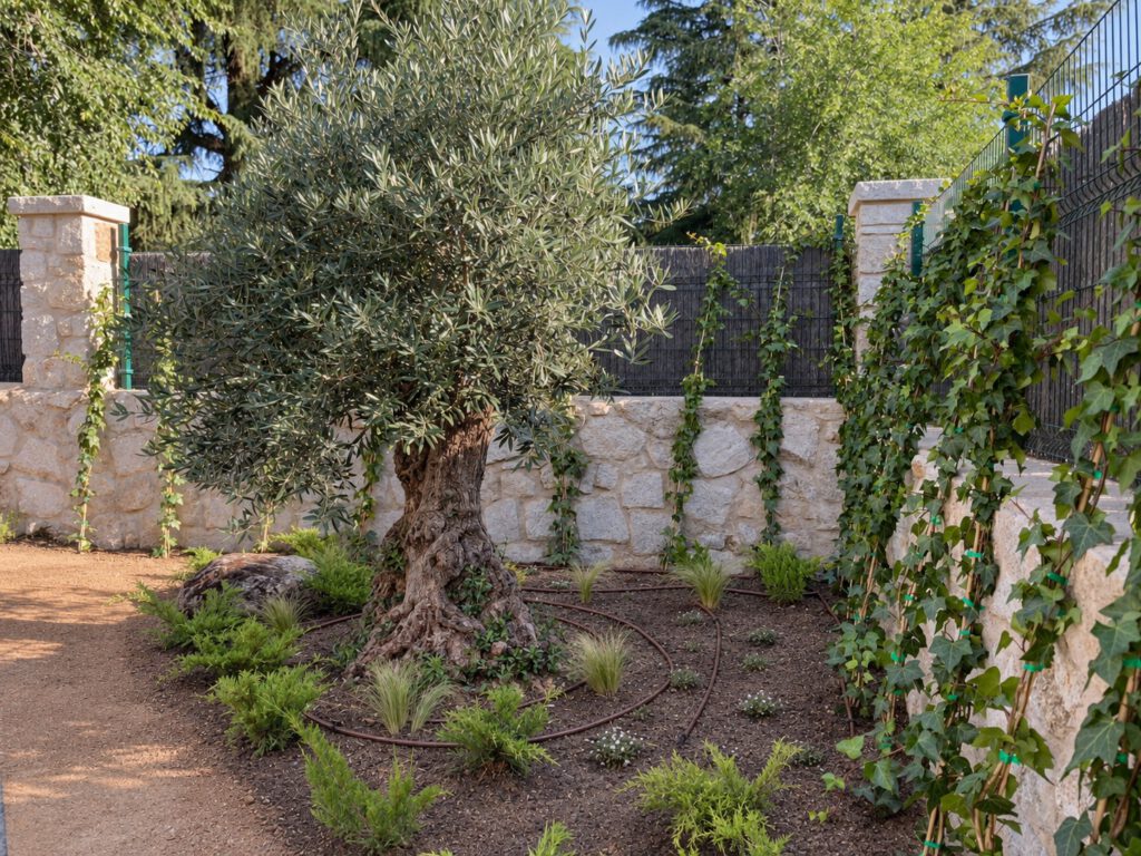 Olivo protagonista con muro de piedra y plantación mediterránea.